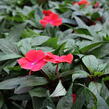Netýkavka 'Magnum Red Flame' - Impatiens Neu Guinea 'Magnum Red Flame'