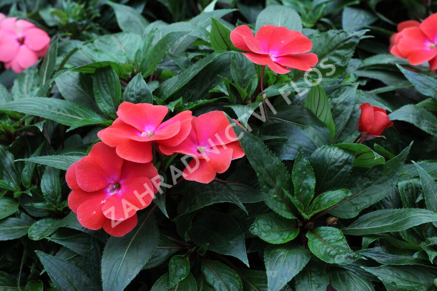 Netýkavka 'Magnum Red Flame' - Impatiens Neu Guinea 'Magnum Red Flame'