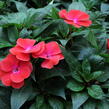 Netýkavka 'Magnum Red Flame' - Impatiens Neu Guinea 'Magnum Red Flame'