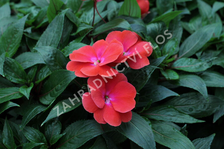 Netýkavka 'Magnum Red Flame' - Impatiens Neu Guinea 'Magnum Red Flame'