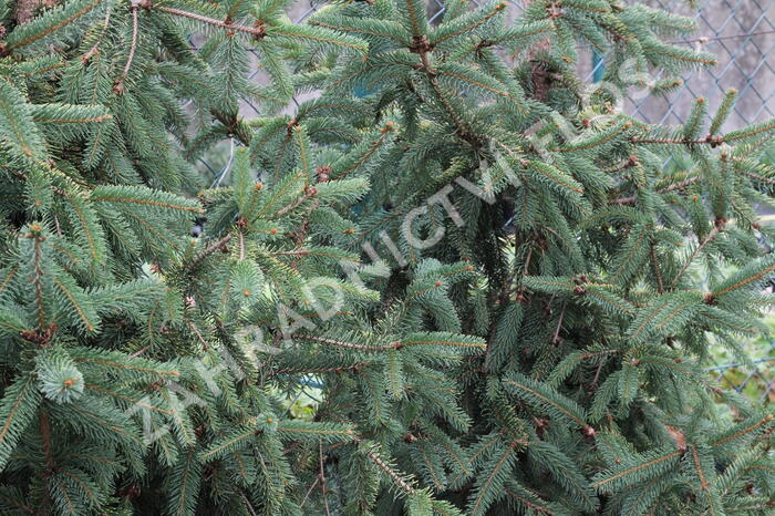 Smrk ztepilý 'Magnifica Aurea' - Picea abies 'Magnifica Aurea'