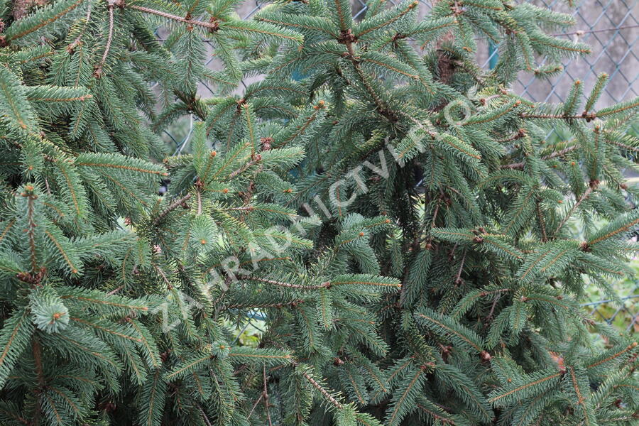 Smrk ztepilý 'Magnifica Aurea' - Picea abies 'Magnifica Aurea'