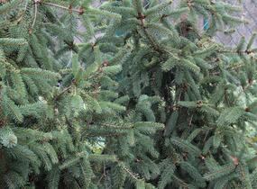 Smrk ztepilý 'Magnifica Aurea' - Picea abies 'Magnifica Aurea'