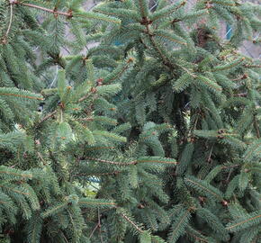 Smrk ztepilý 'Magnifica Aurea' - Picea abies 'Magnifica Aurea'