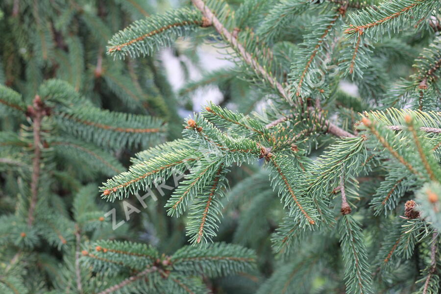 Smrk ztepilý 'Magnifica Aurea' - Picea abies 'Magnifica Aurea'