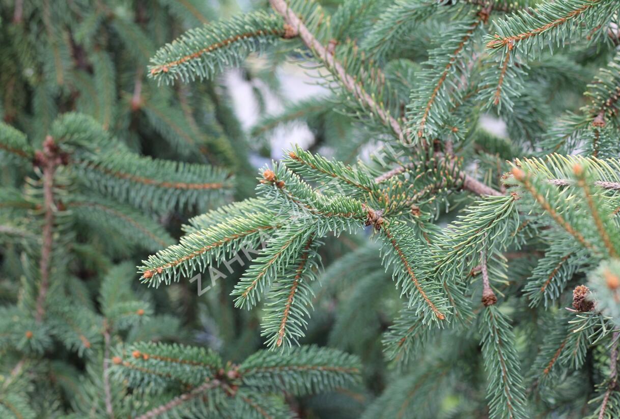 Smrk ztepilý 'Magnifica Aurea' - Picea abies 'Magnifica Aurea'