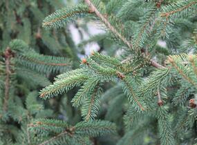 Smrk ztepilý 'Magnifica Aurea' - Picea abies 'Magnifica Aurea'