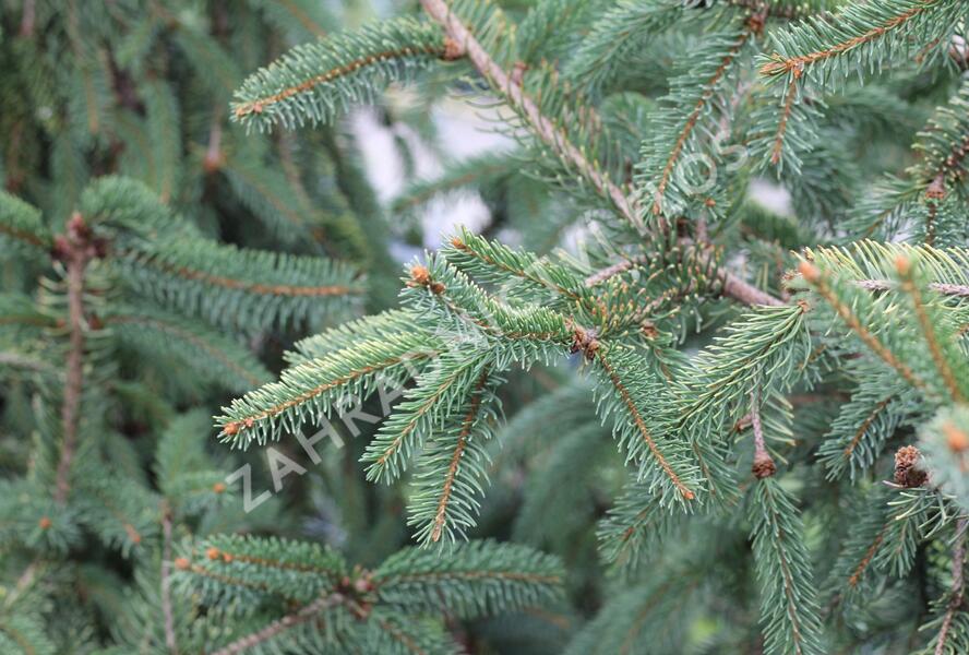 Smrk ztepilý 'Magnifica Aurea' - Picea abies 'Magnifica Aurea'