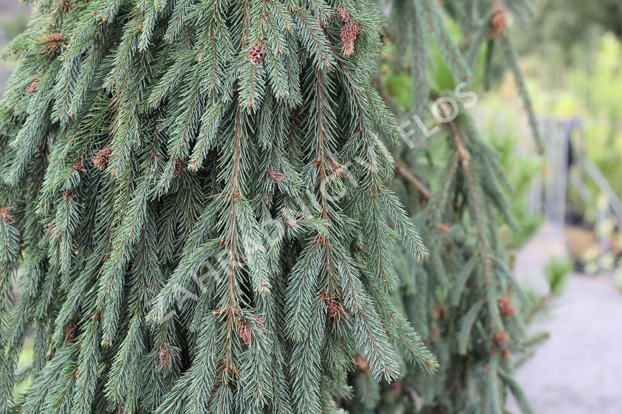 Smrk ztepilý 'Bohemica Pendula' - Picea abies 'Bohemica Pendula'