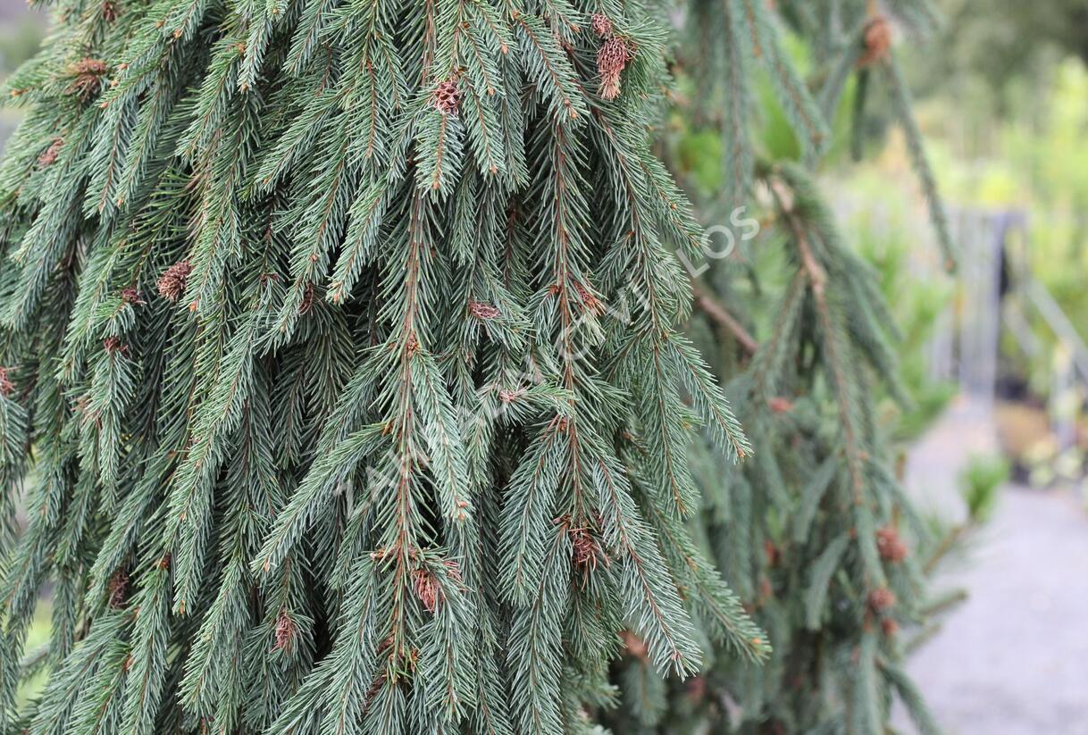 Smrk ztepilý 'Bohemica Pendula' - Picea abies 'Bohemica Pendula'