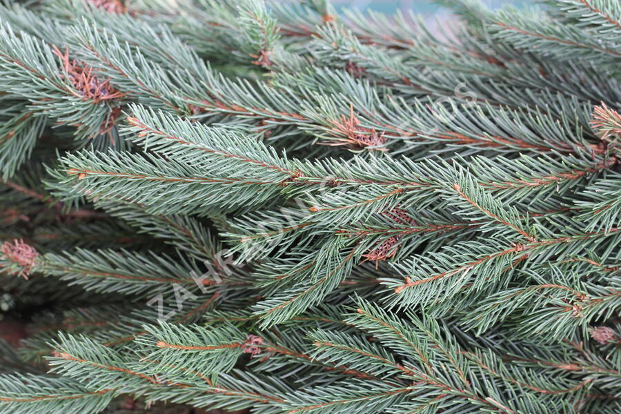 Smrk ztepilý 'Bohemica Pendula' - Picea abies 'Bohemica Pendula'