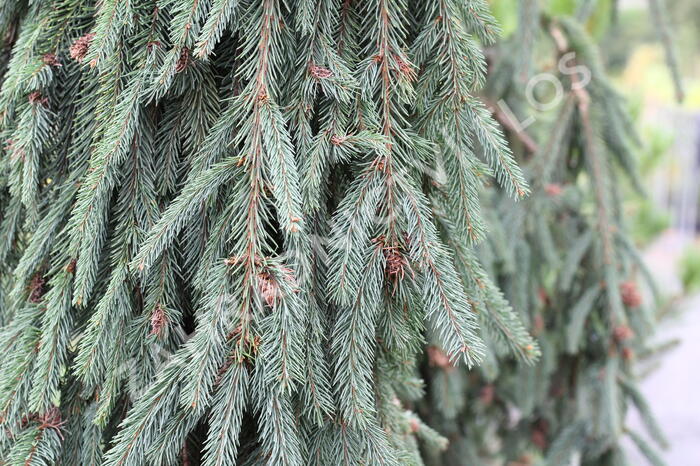 Smrk ztepilý 'Bohemica Pendula' - Picea abies 'Bohemica Pendula'