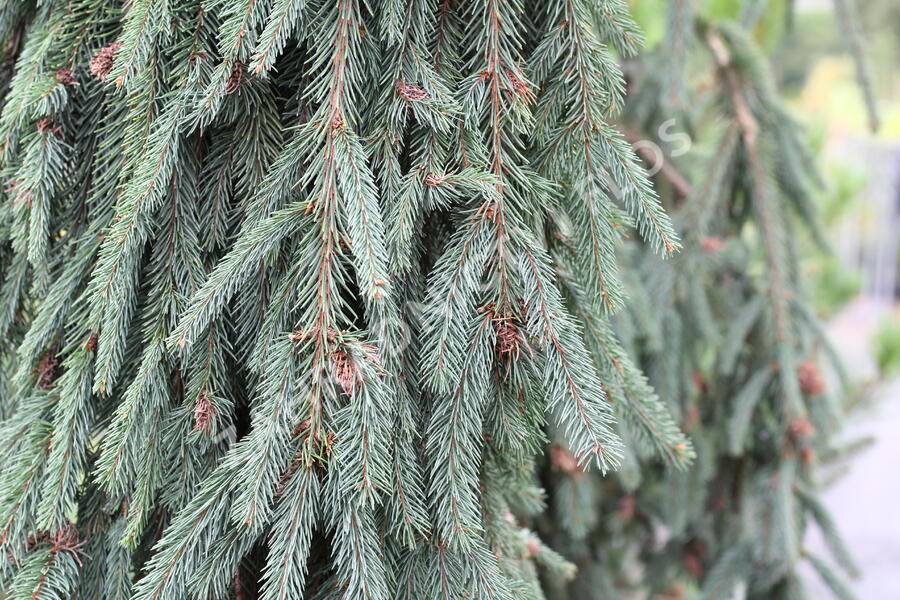 Smrk ztepilý 'Bohemica Pendula' - Picea abies 'Bohemica Pendula'