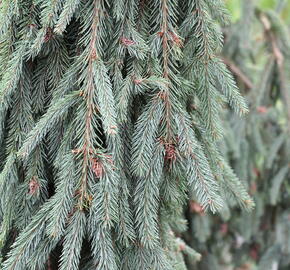 Smrk ztepilý 'Bohemica Pendula' - Picea abies 'Bohemica Pendula'