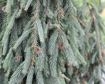 Smrk ztepilý 'Bohemica Pendula'