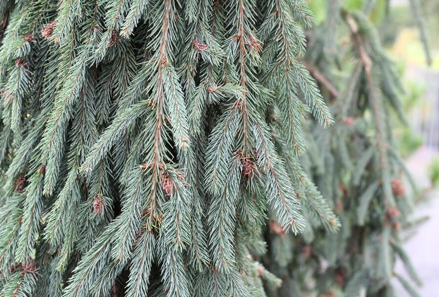 Smrk ztepilý 'Bohemica Pendula' - Picea abies 'Bohemica Pendula'