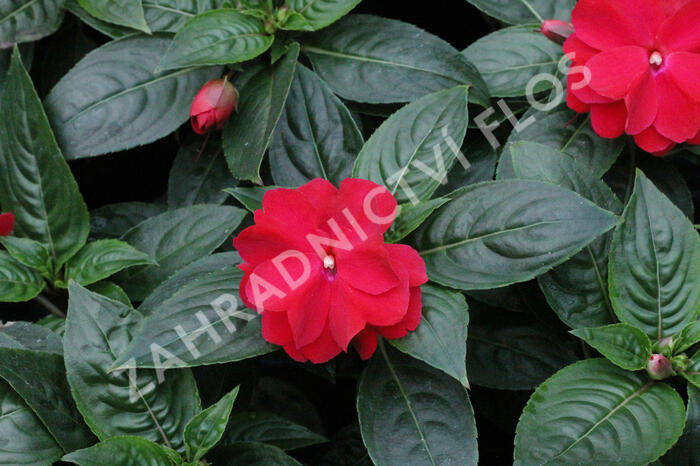 Netýkavka 'Wild Romance Red' - Impatiens Neu Guinea 'Wild Romance Red'