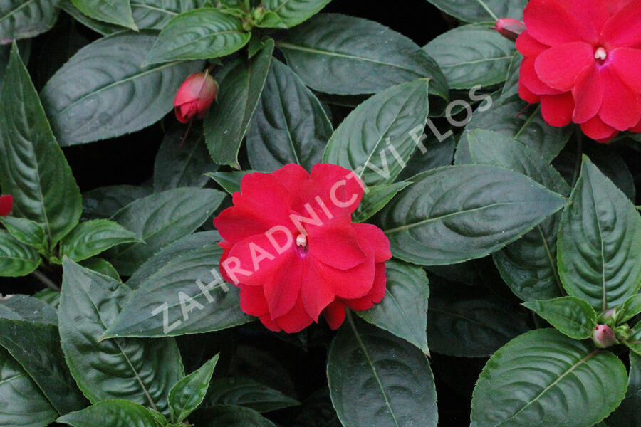 Netýkavka 'Wild Romance Red' - Impatiens Neu Guinea 'Wild Romance Red'