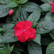 Netýkavka 'Wild Romance Red' - Impatiens Neu Guinea 'Wild Romance Red'