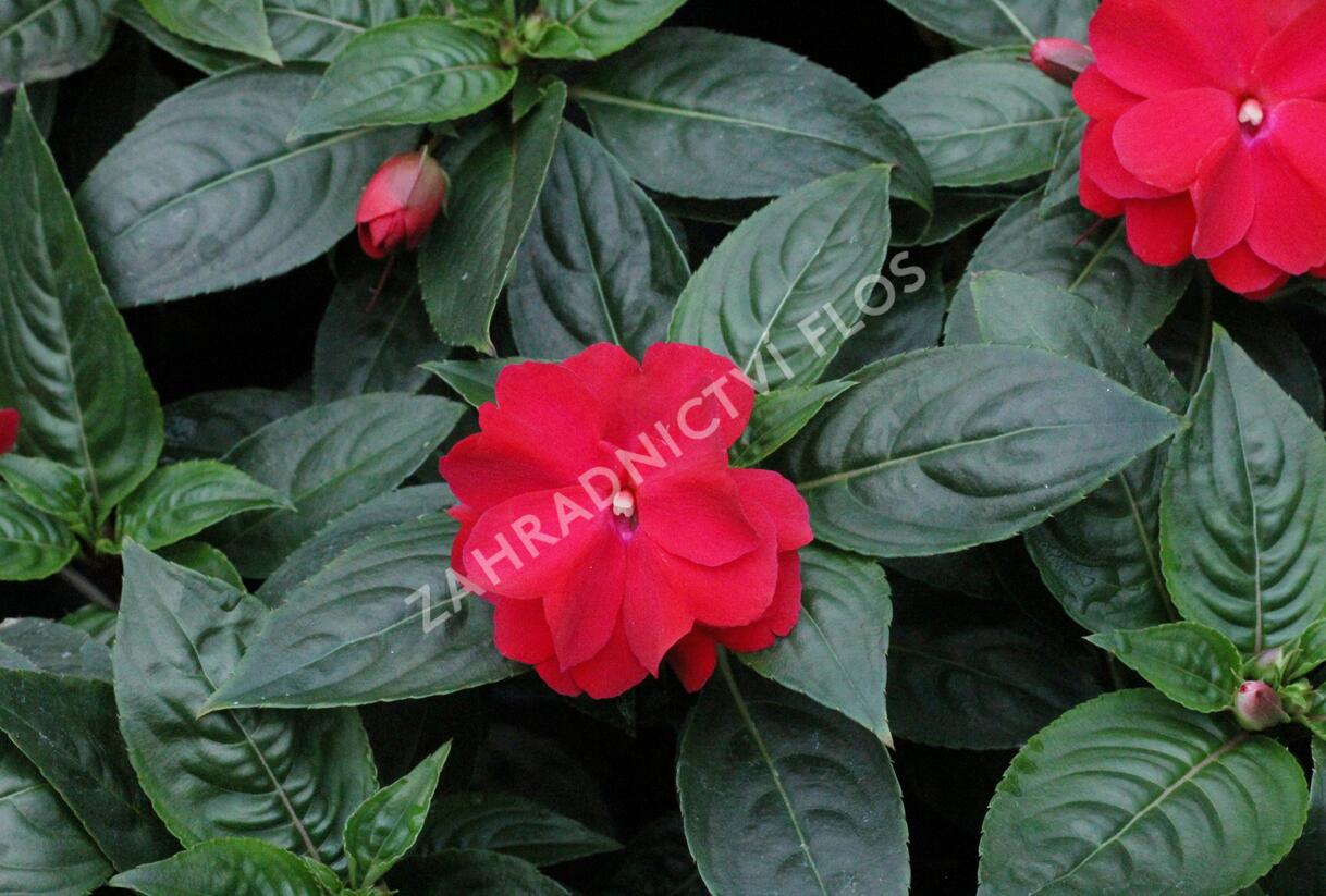 Netýkavka, balzamína 'Wild Romance Red' - Impatiens Neu Guinea 'Wild Romance Red'