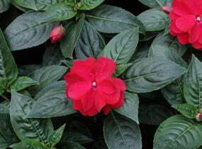 Netýkavka, balzamína 'Wild Romance Red' - Impatiens Neu Guinea 'Wild Romance Red'