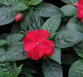 Netýkavka 'Wild Romance Red' - Impatiens Neu Guinea 'Wild Romance Red'