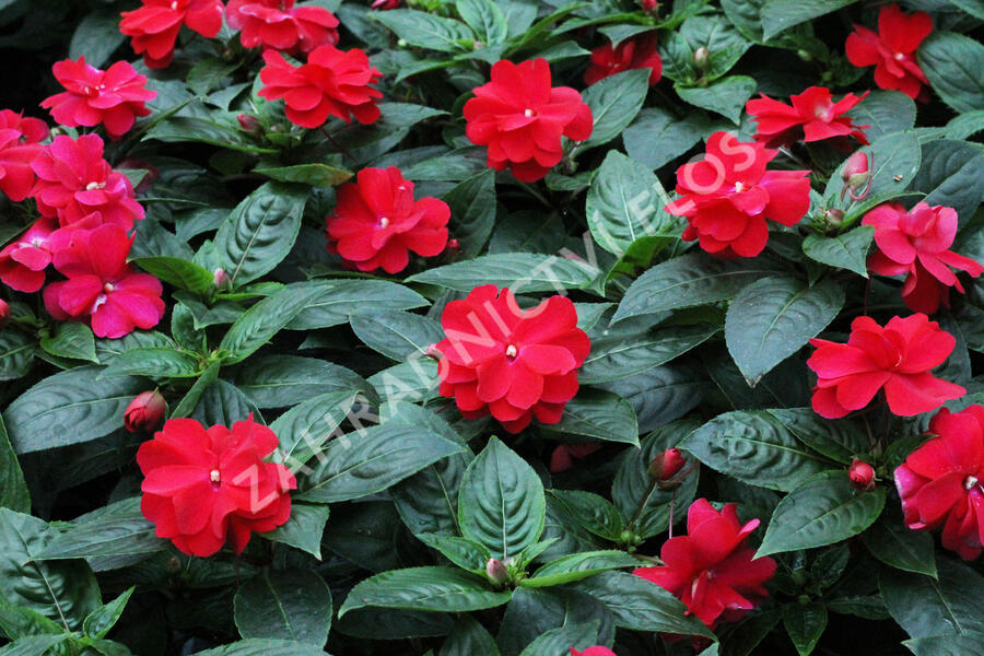 Netýkavka 'Wild Romance Red' - Impatiens Neu Guinea 'Wild Romance Red'