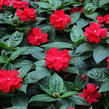 Netýkavka 'Wild Romance Red' - Impatiens Neu Guinea 'Wild Romance Red'