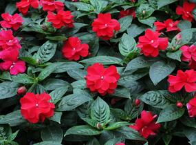 Netýkavka, balzamína 'Wild Romance Red' - Impatiens Neu Guinea 'Wild Romance Red'