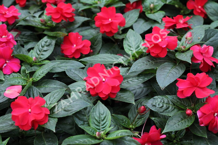 Netýkavka 'Wild Romance Red' - Impatiens Neu Guinea 'Wild Romance Red'