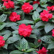 Netýkavka 'Wild Romance Red' - Impatiens Neu Guinea 'Wild Romance Red'