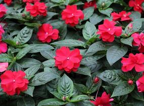 Netýkavka, balzamína 'Wild Romance Red' - Impatiens Neu Guinea 'Wild Romance Red'