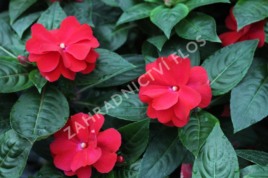 Netýkavka 'Wild Romance Red' - Impatiens Neu Guinea 'Wild Romance Red'