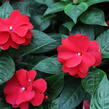 Netýkavka 'Wild Romance Red' - Impatiens Neu Guinea 'Wild Romance Red'