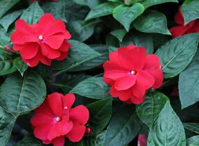 Netýkavka, balzamína 'Wild Romance Red' - Impatiens Neu Guinea 'Wild Romance Red'
