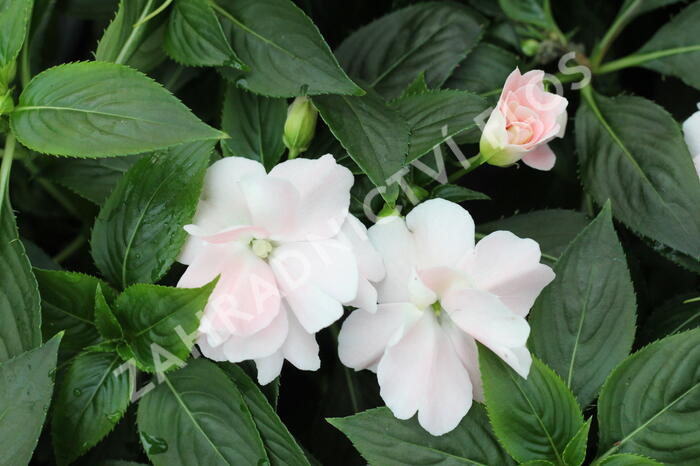 Netýkavka 'Wild Romance Blush Pink' - Impatiens Neu Guinea 'Wild Romance Blush Pink'