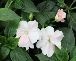 Netýkavka, balzamína 'Wild Romance Blush Pink'
