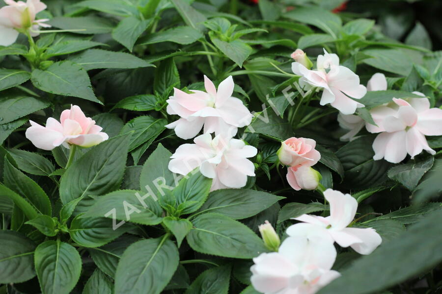 Netýkavka 'Wild Romance Blush Pink' - Impatiens Neu Guinea 'Wild Romance Blush Pink'