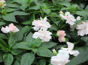 Netýkavka, balzamína 'Wild Romance Blush Pink' - Impatiens Neu Guinea 'Wild Romance Blush Pink'