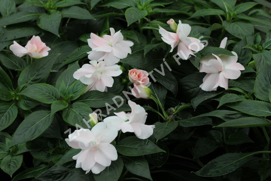Netýkavka 'Wild Romance Blush Pink' - Impatiens Neu Guinea 'Wild Romance Blush Pink'