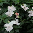 Netýkavka 'Wild Romance Blush Pink' - Impatiens Neu Guinea 'Wild Romance Blush Pink'