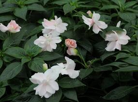 Netýkavka, balzamína 'Wild Romance Blush Pink' - Impatiens Neu Guinea 'Wild Romance Blush Pink'