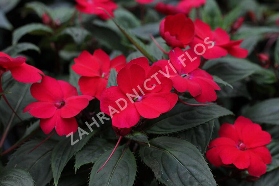 Netýkavka 'Sun Standing Ruby Red' - Impatiens Neu Guinea 'Sun Standing Ruby Red'