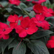 Netýkavka 'Sun Standing Ruby Red' - Impatiens Neu Guinea 'Sun Standing Ruby Red'