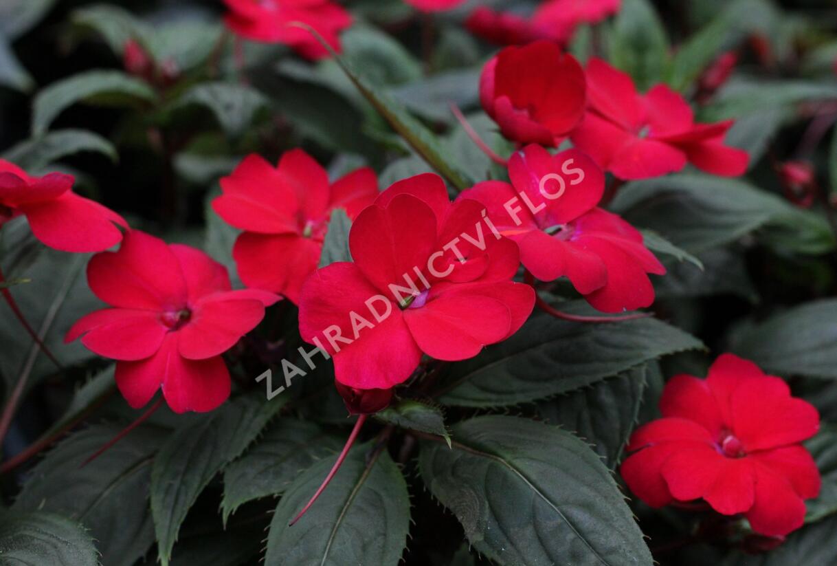Netýkavka, balzamína 'Sun Standing Ruby Red' - Impatiens Neu Guinea 'Sun Standing Ruby Red'