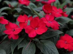 Netýkavka, balzamína 'Sun Standing Ruby Red' - Impatiens Neu Guinea 'Sun Standing Ruby Red'