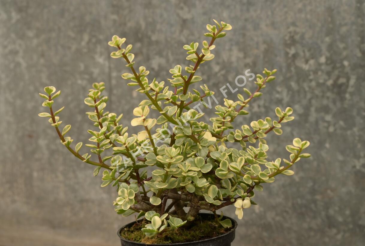 Portulakárie 'Variegata' - Portulacaria afra 'Variegata'