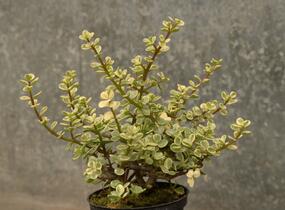 Portulakárie 'Variegata' - Portulacaria afra 'Variegata'