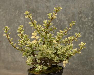 Portulakárie 'Variegata'