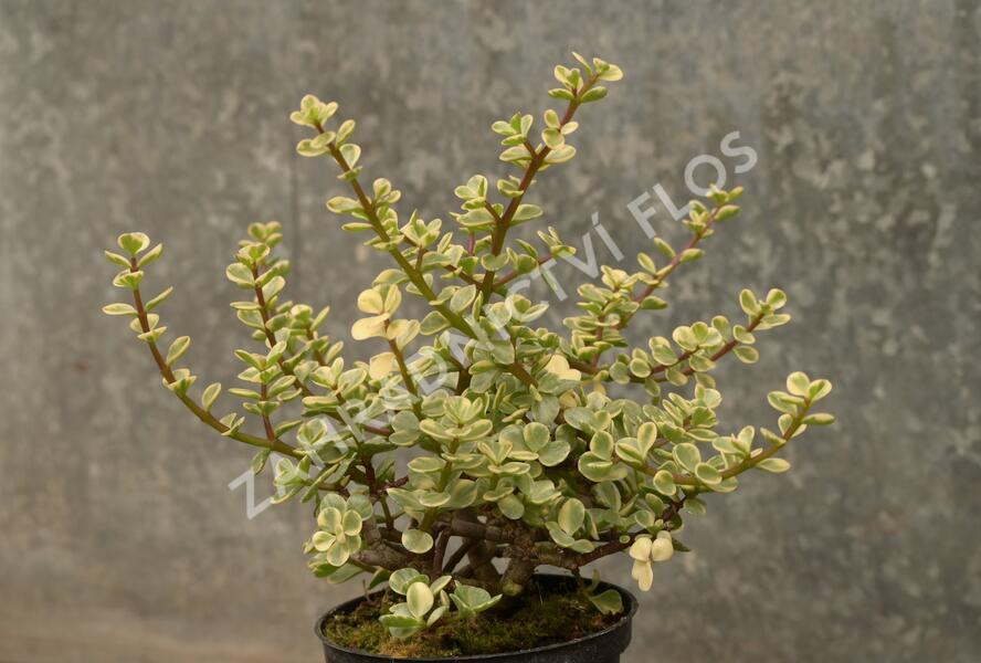 Portulakárie 'Variegata' - Portulacaria afra 'Variegata'
